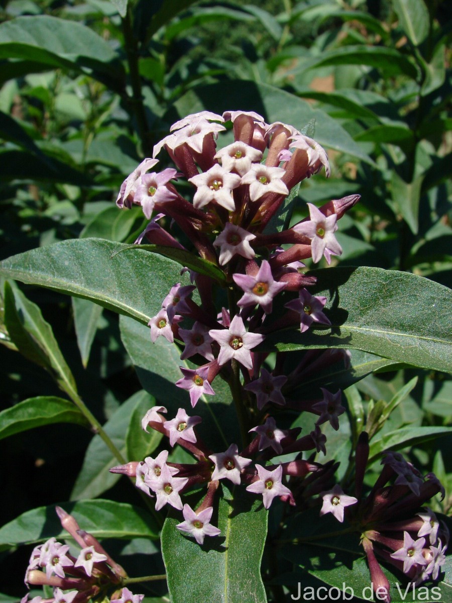 Cestrum × cultum Francey